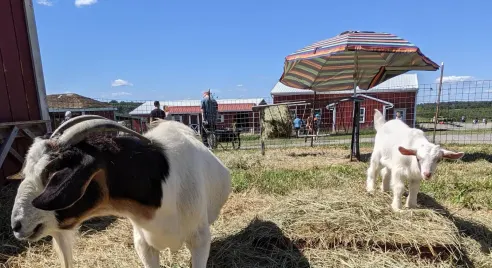 Homestead Farm